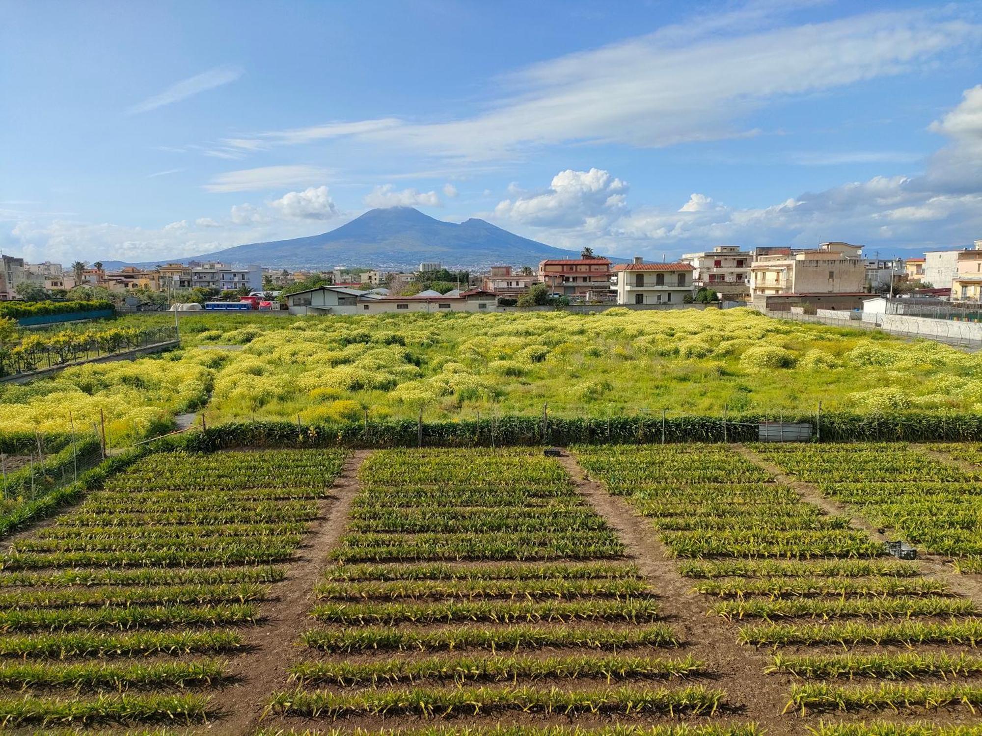 Lilla Housing Apartment Castellammare di Stabia Exterior photo